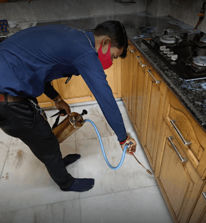 24x7 Pest Control Gurugram(Gurgaon) - Cover photo