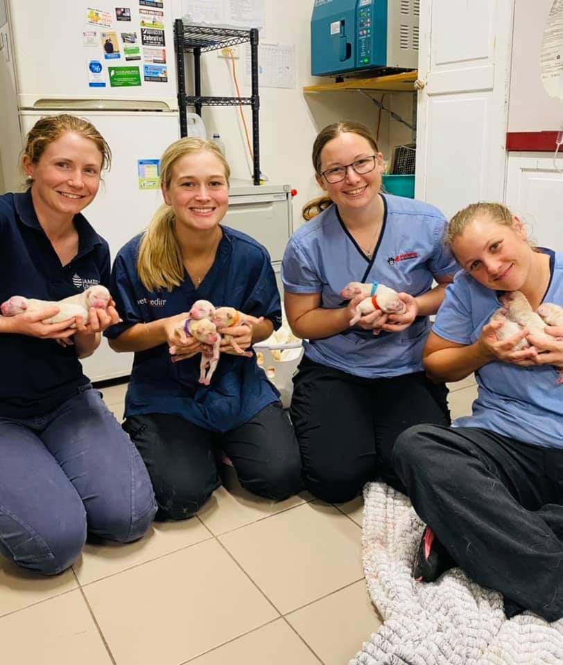 4 Paws Veterinarians - Logo