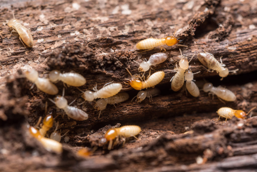 A1 Pest Control Canberra - Logo