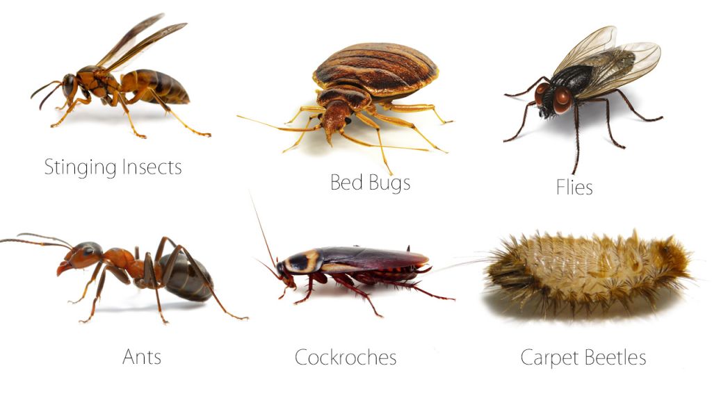A 1 - Rupan Pest Control - Cover photo