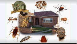 A2Z Pest Control Delhi - Logo