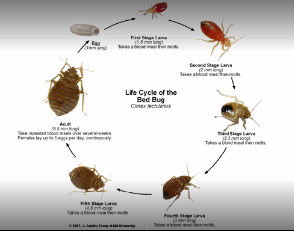 A2Z Pest Control Delhi - Cover photo