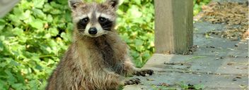 AAA Affordable Wildlife Control - Logo