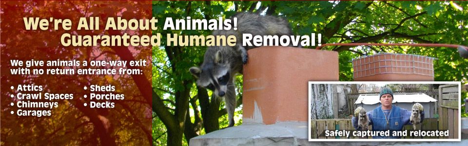 AAA Professional Wildlife Control - Cover photo