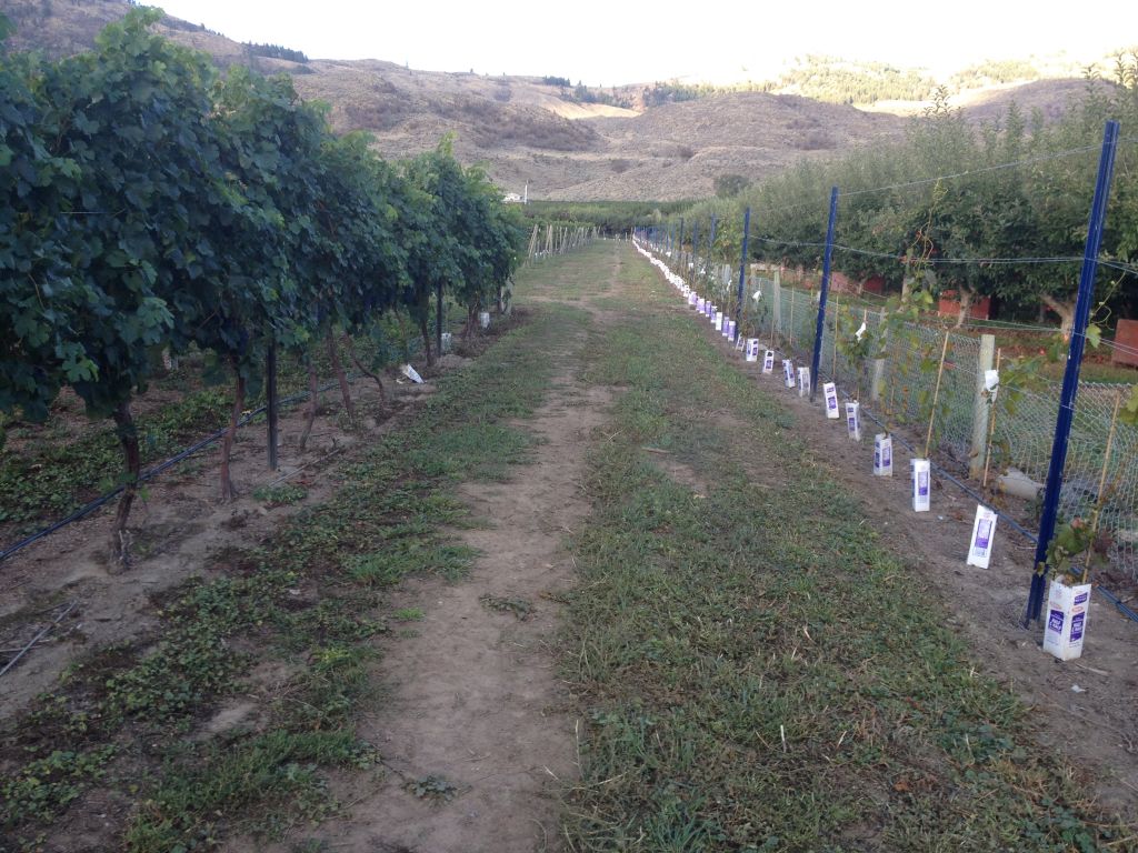 A&a;J Vineyard - Logo