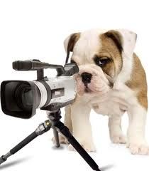 ACADEMY FOR DOGS INTERNATIONAL - Cover photo