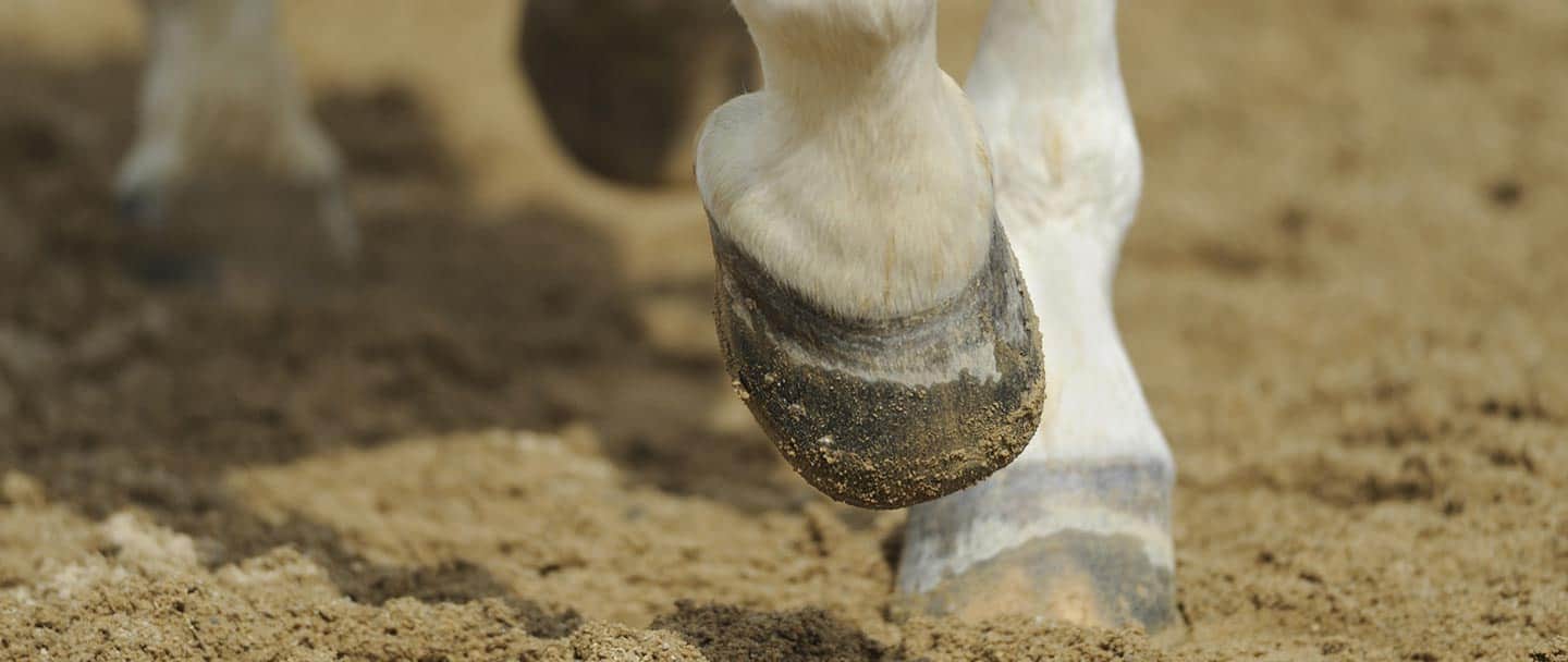 AceHi Beach Rides - Logo