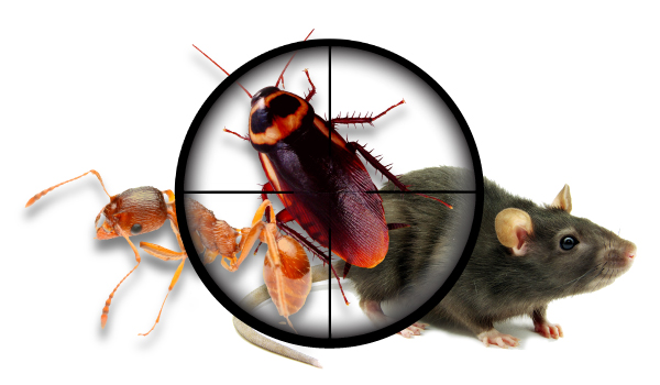 Ace Pest Control Geelong - Logo
