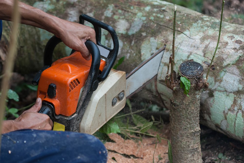 Ace Treelopping and Tree Care - Logo