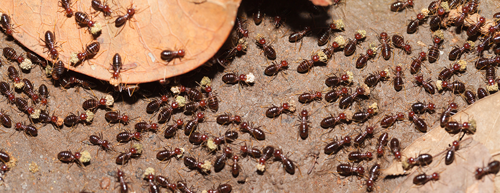 ACT Fast Pest Control - Cover photo