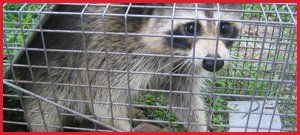 Action Wildlife Removal - Cover photo