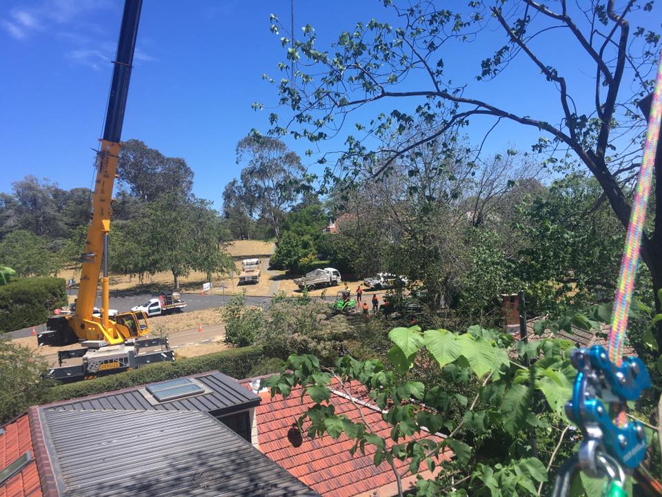 ACT Tree Felling - Cover photo