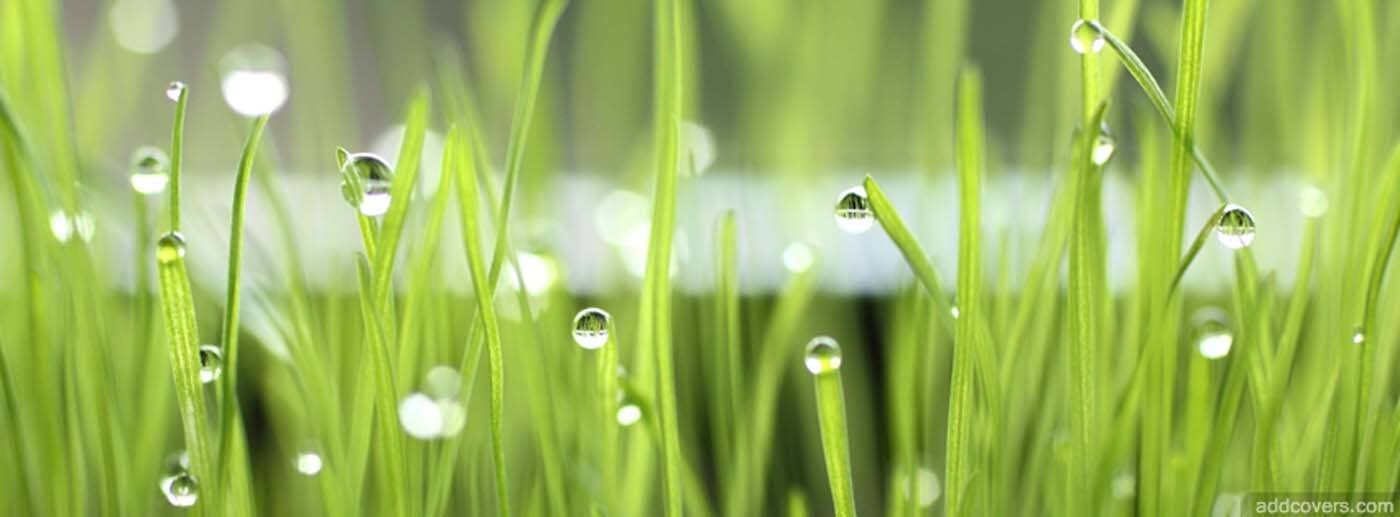 A Cut Above Lawn & Property Care - Logo