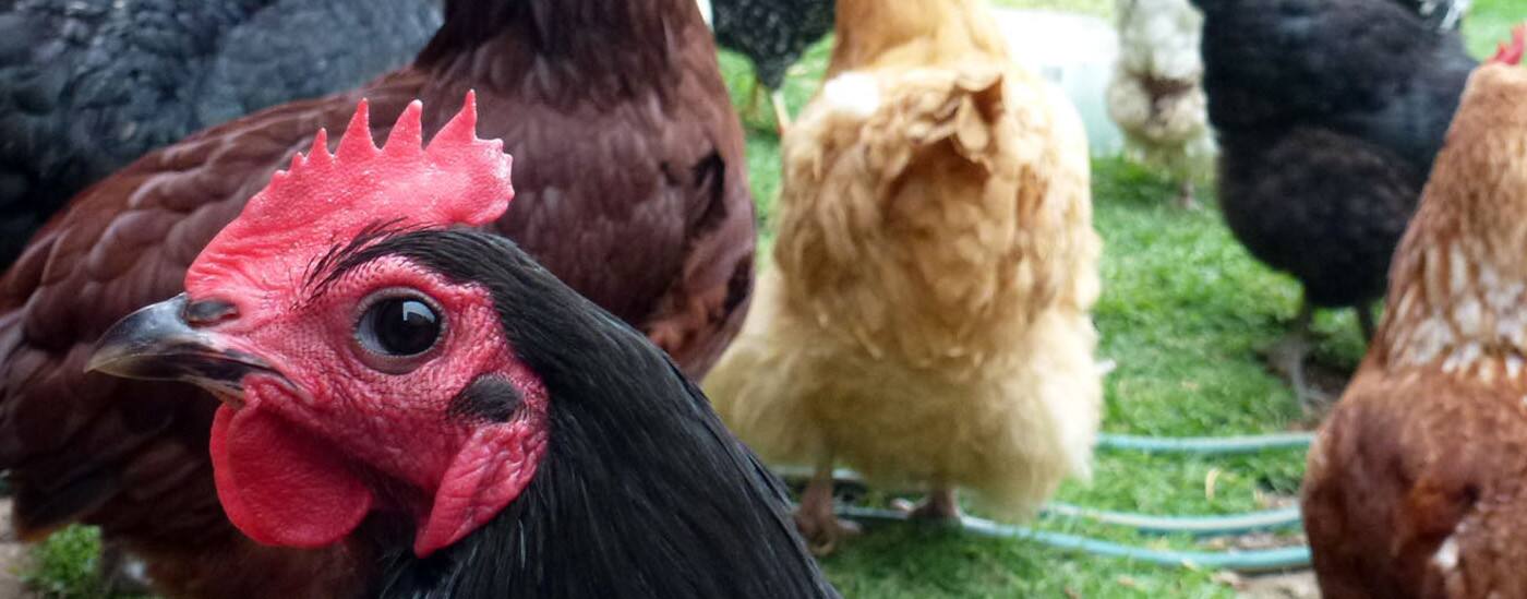 Adelaide Chicken Sitting Service - Cover photo