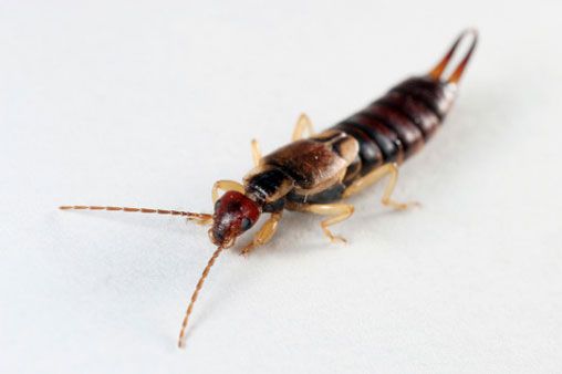 Advance Pest Control Services - Cover photo