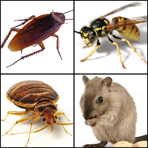 Advantage Pest Control Inc. - Logo