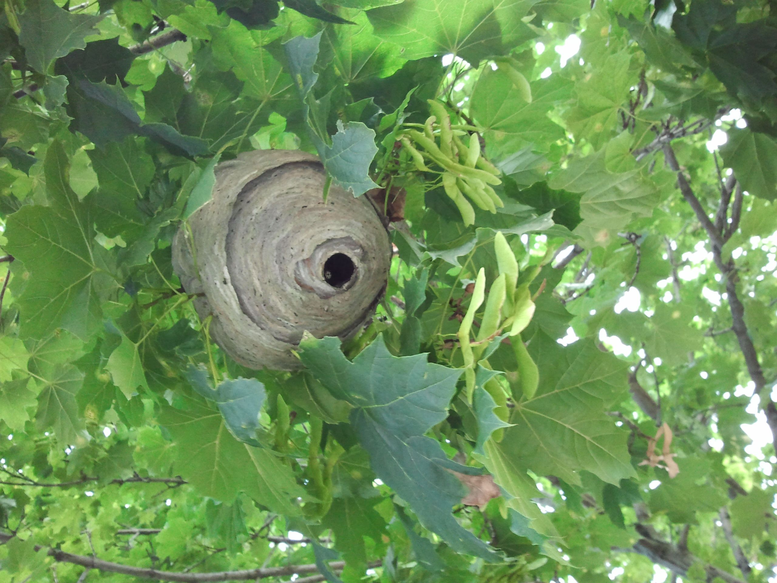 Affordable Pest Control &a; Bee Removal - Cover photo