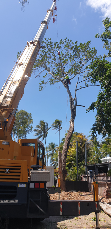Affordable Palm & Tree Maintenance - Logo