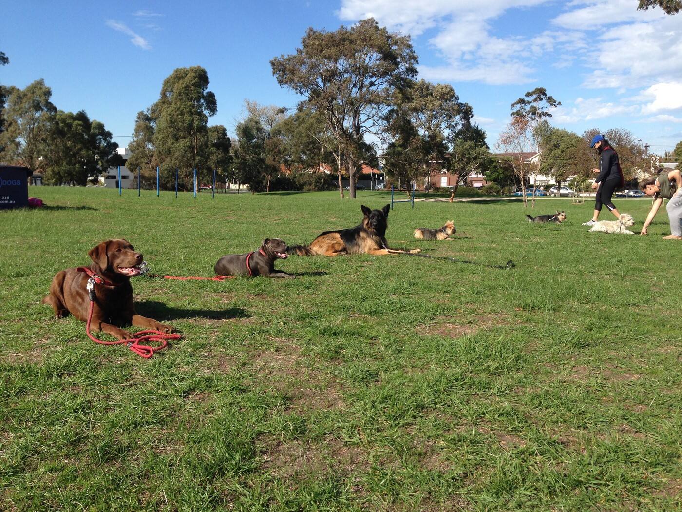 Agile Dogs - Cover photo