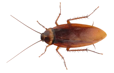 Agile Pest Control - Logo