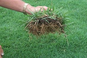 Agland Turf Supplies - Logo