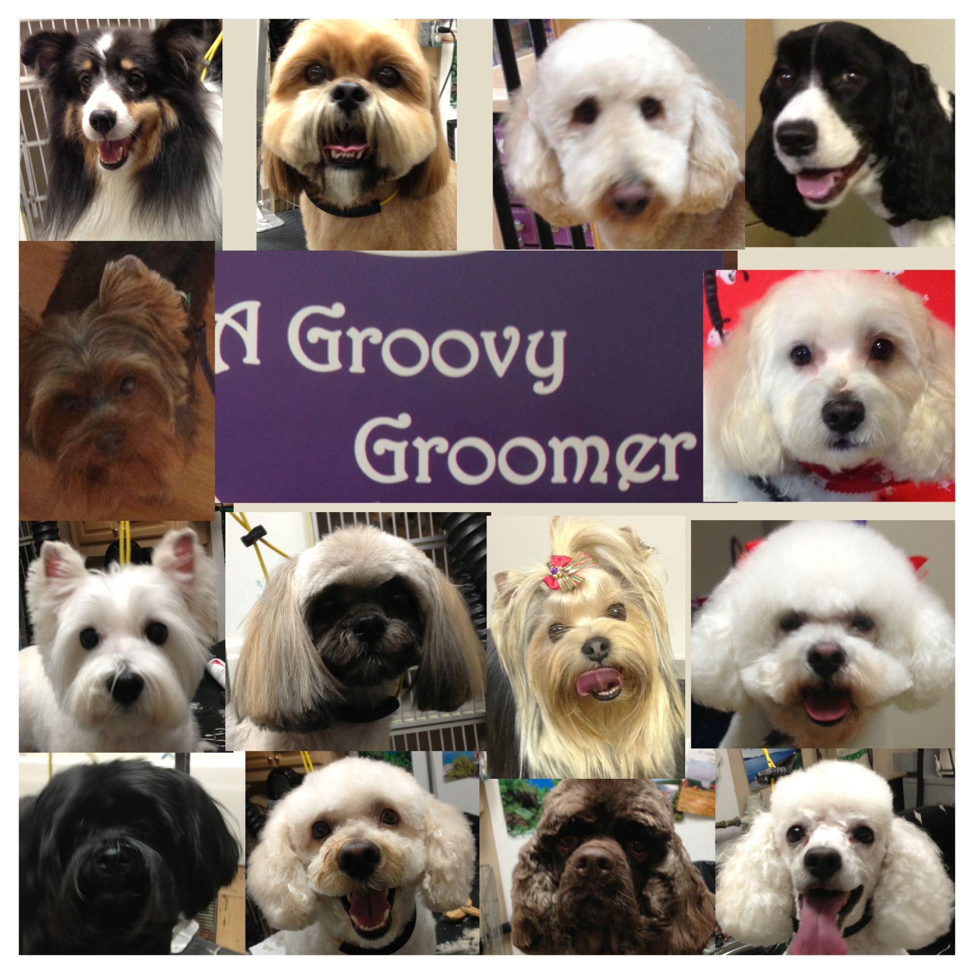 A Groovy Groomer - Cover photo