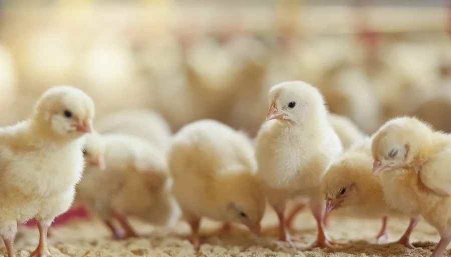 Agrovittle Private Limited - Cover photo