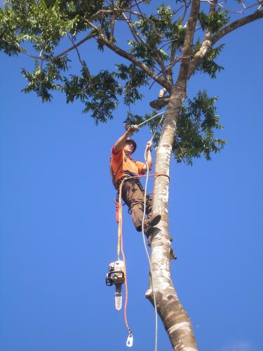 Airlie Tree Specialists Pty Ltd - Logo