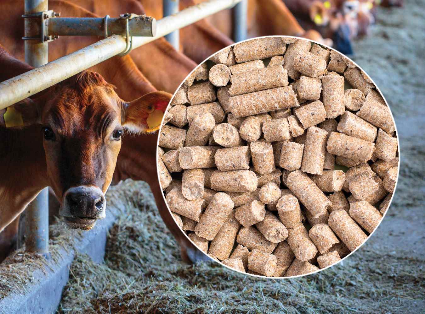 Ak Agro Industries - Cover photo