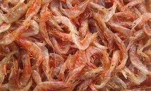 Akram Dry Fish - Logo