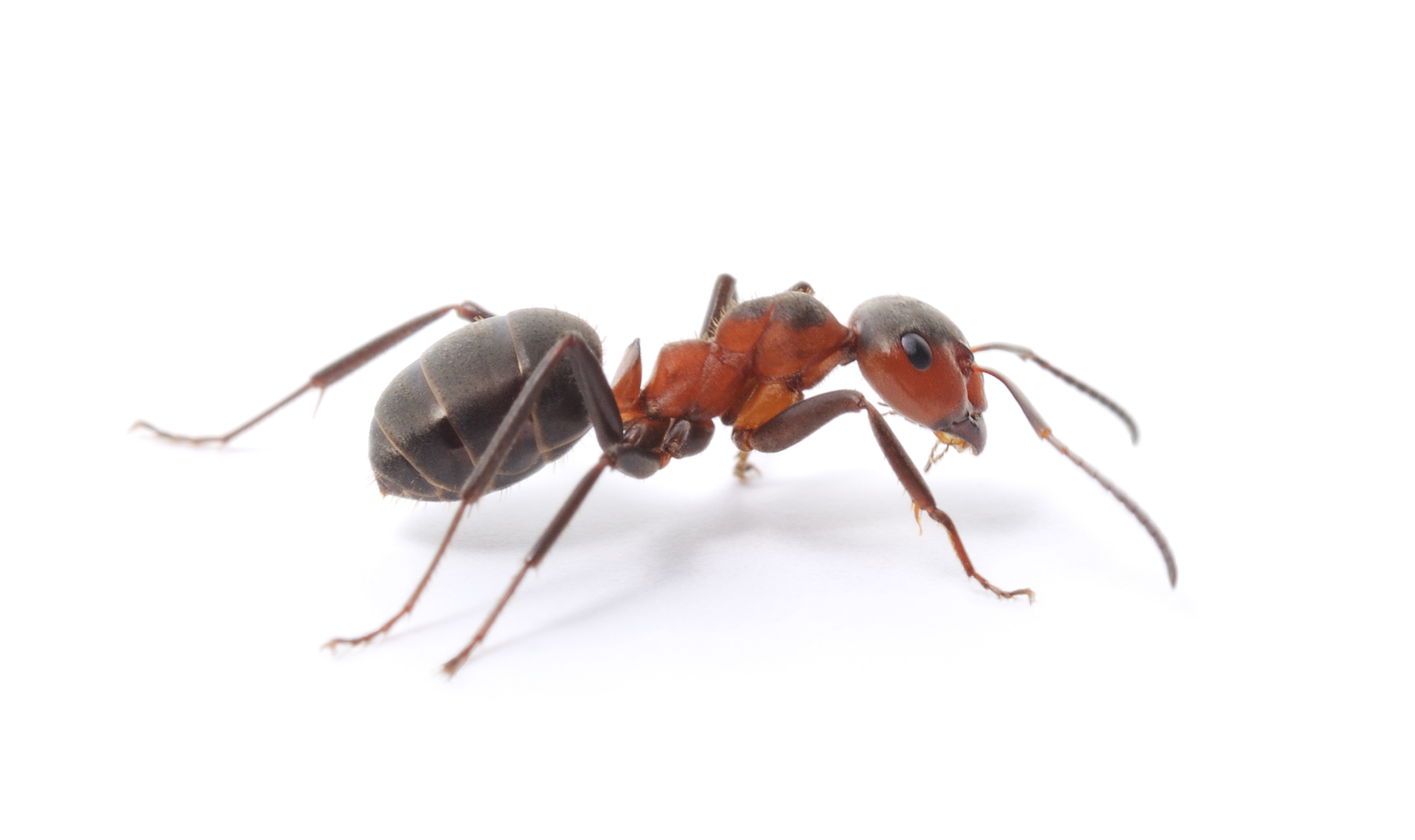 Alabama Pest Control TC - Logo