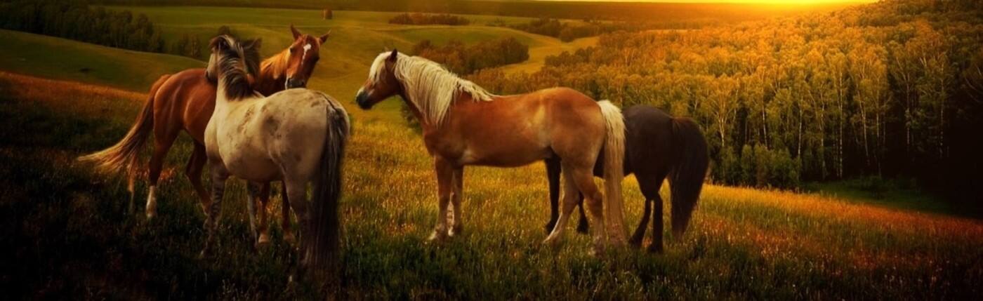 Alba View Equestrian - Cover photo