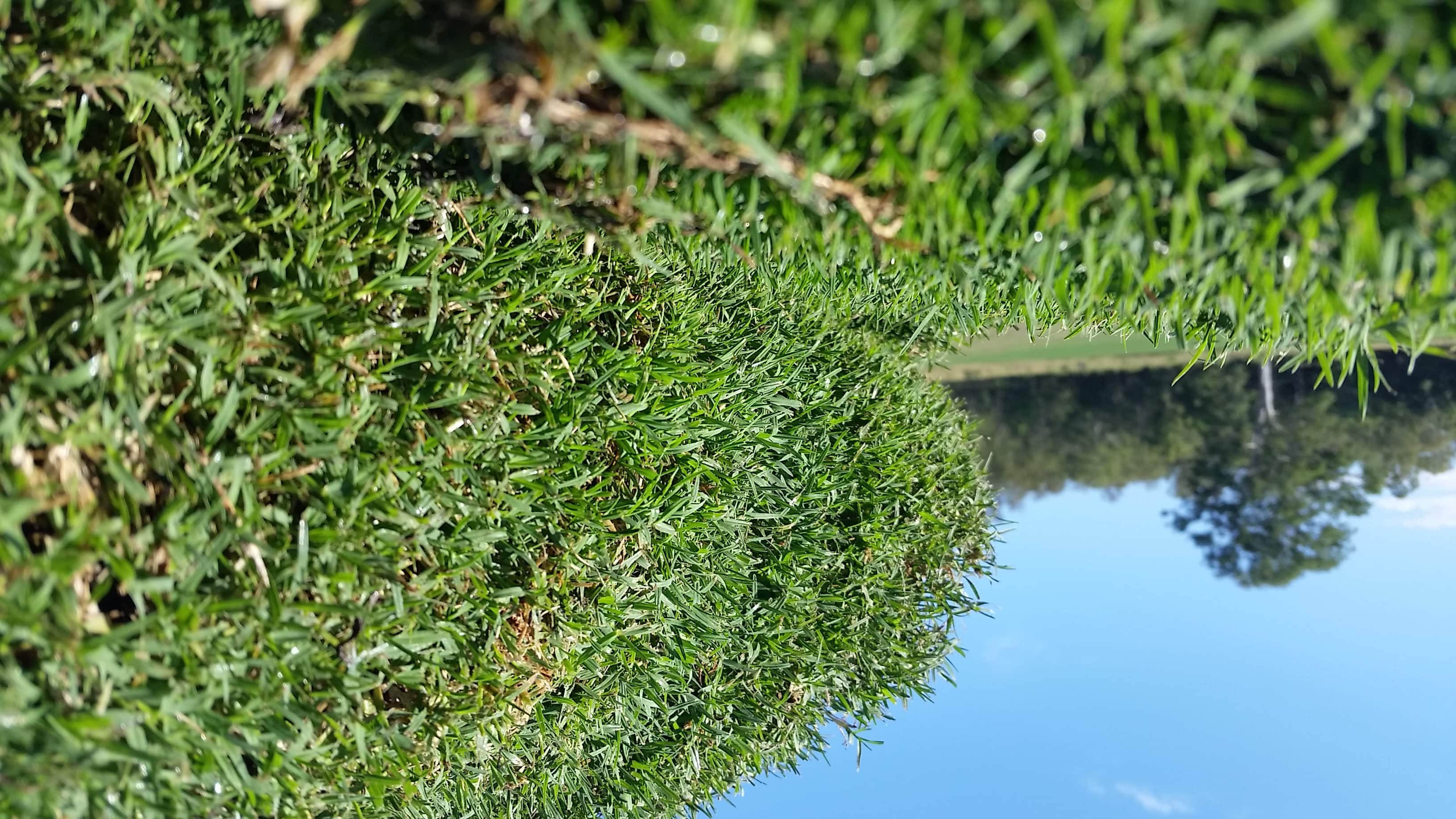 Albert Valley Turf - Cover photo
