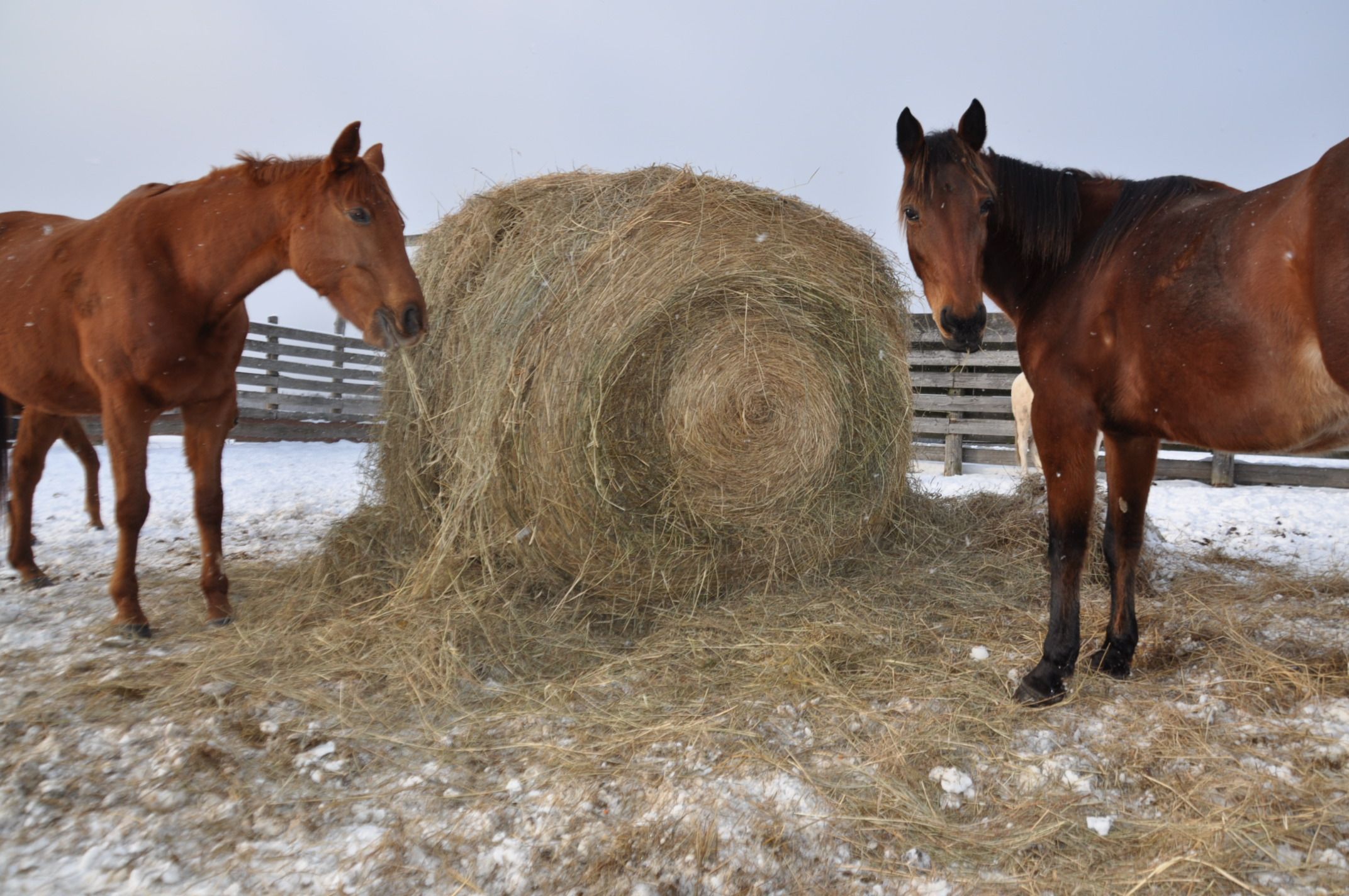 Algonquin North Horse Boarding - Cover photo
