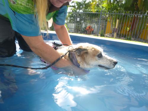 All for Paws Pet Retreat - Cover photo