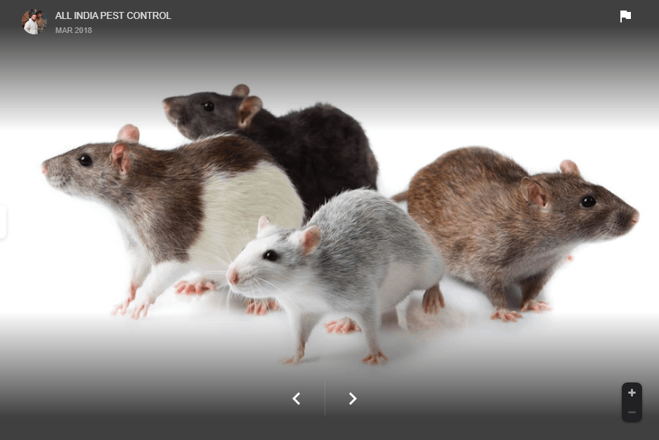 ALL INDIA PEST CONTROL - Cover photo