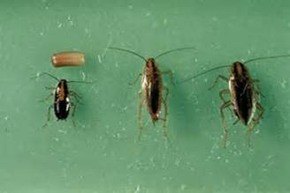 All Over Pest Management - Logo
