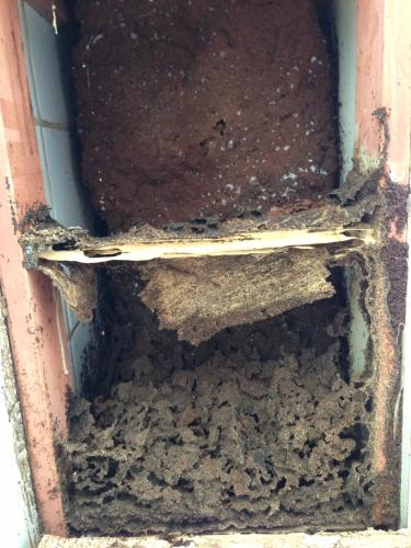 All Pest & Termite Eradication - Cover photo