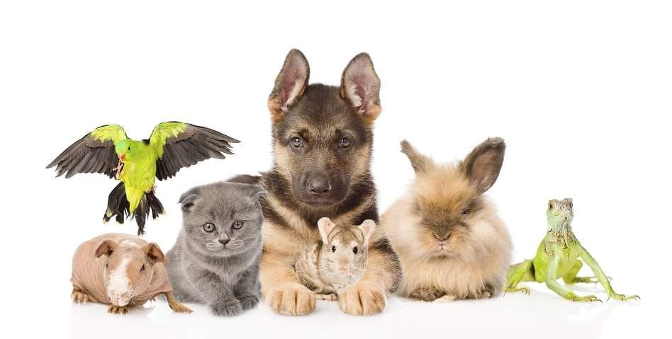 All Pets &a; Home Care Services - Logo