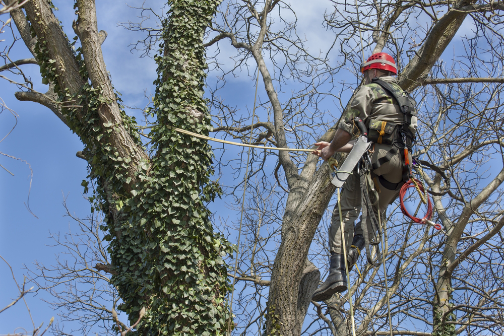All Tree Services - Logo