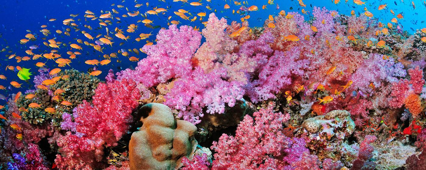 Allways Dive Expeditions - Cover photo