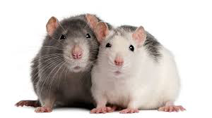 Ambush Pest Control - Logo