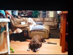 Amyz Style Dog Obedience Training - Logo