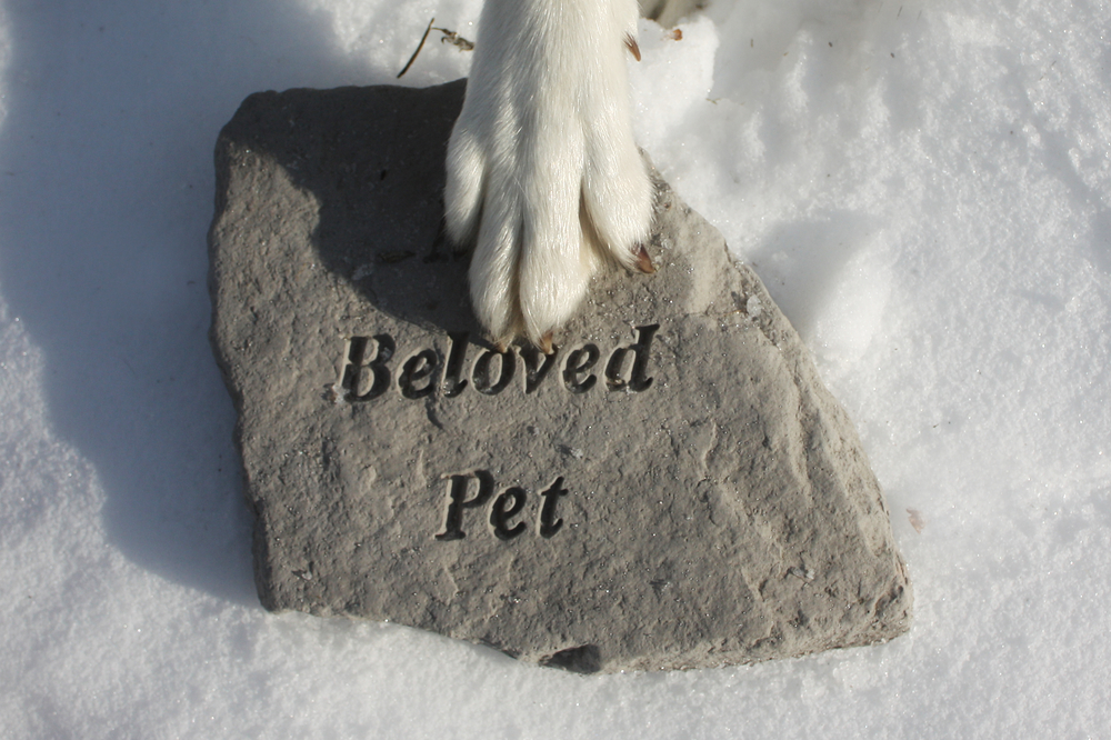 Angels for Pets - Logo
