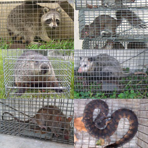 Animal Capture Wildlife Control - Logo