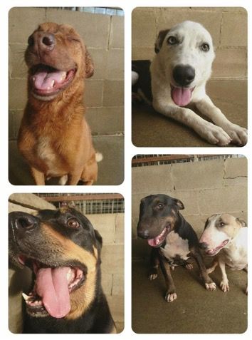 Animal Care Centre - Cover photo