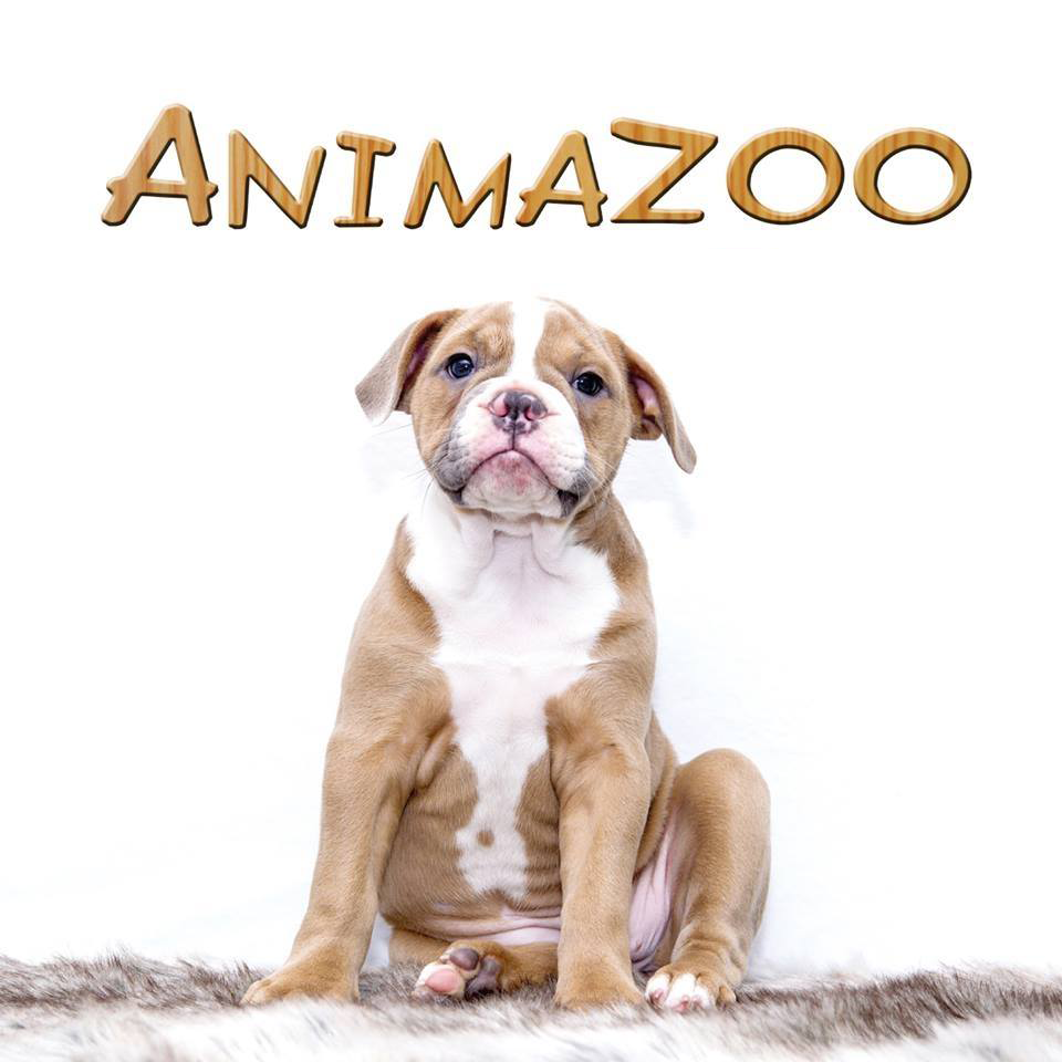 Animalerie Animazoo - Logo