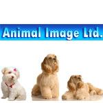 Animal Image - Logo