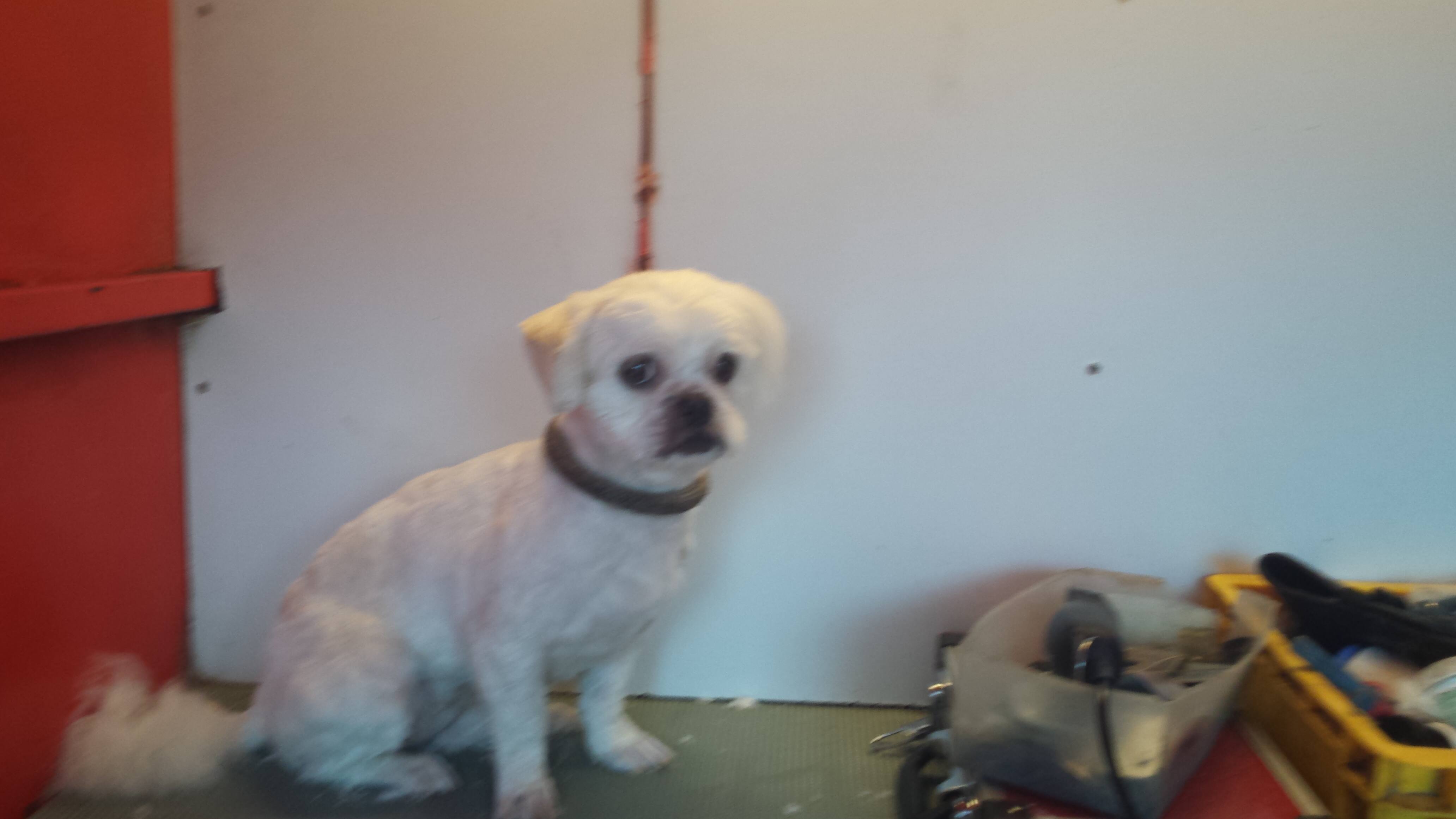 Animal Suds And Pampering Service - Cover photo
