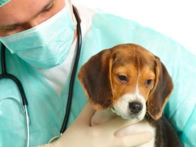Animal Vaccination Service - Logo